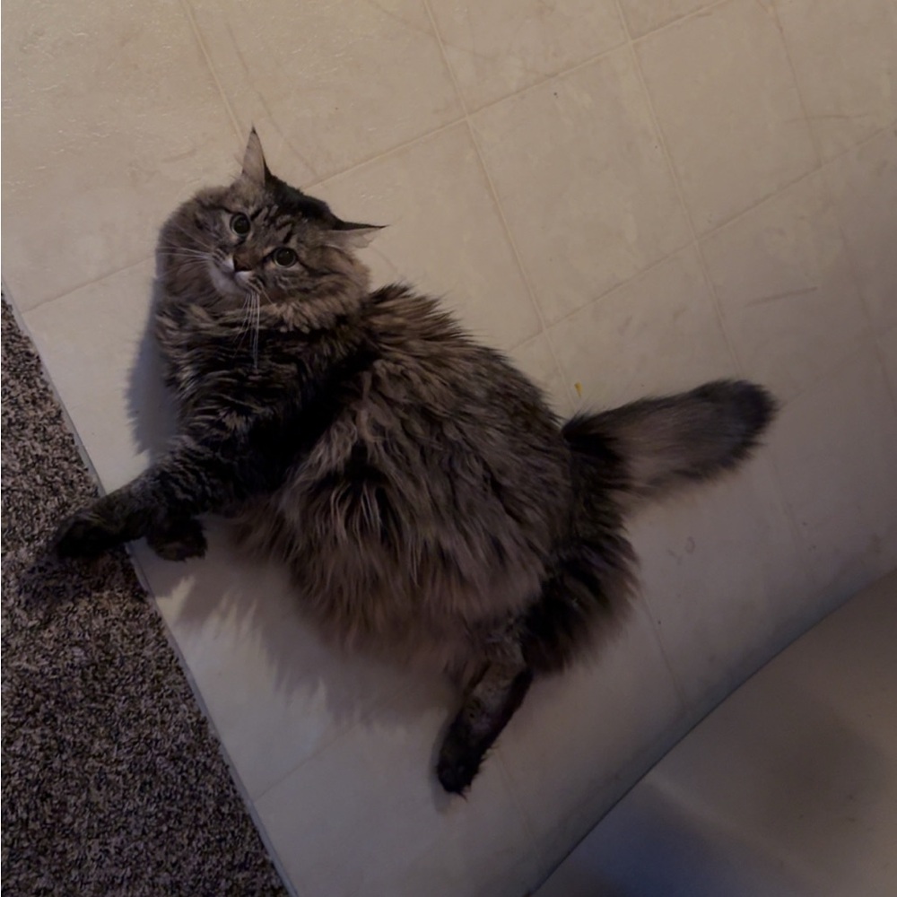 Indie needs surgery! 🐱